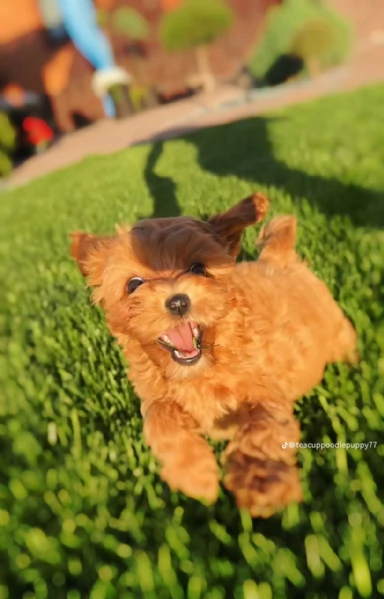 Cucciolo di Barboncino  | Foto 1