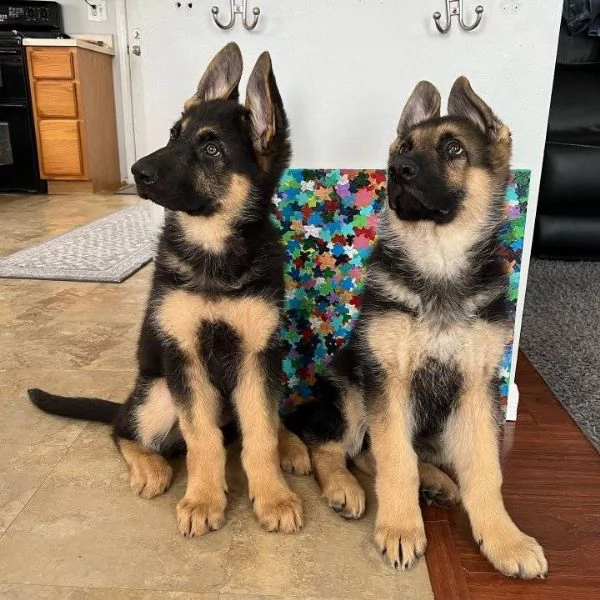 Cuccioli di pastore tedesco