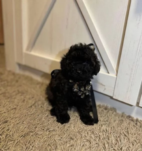 Toy poodle puppies 