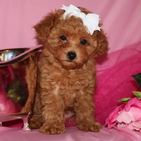 Toy poodle puppies  | Foto 3