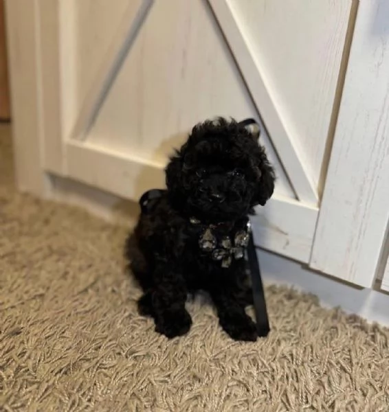 Toy poodle puppies  | Foto 2