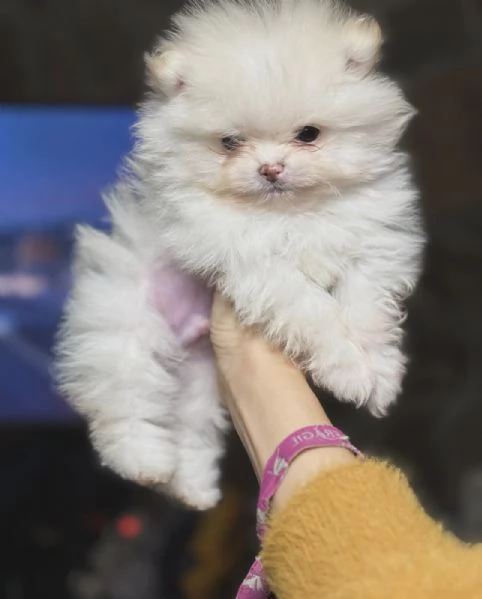 Bellissimi cuccioli di Pomerania Toy adatti ai bambini in adozione | Foto 3
