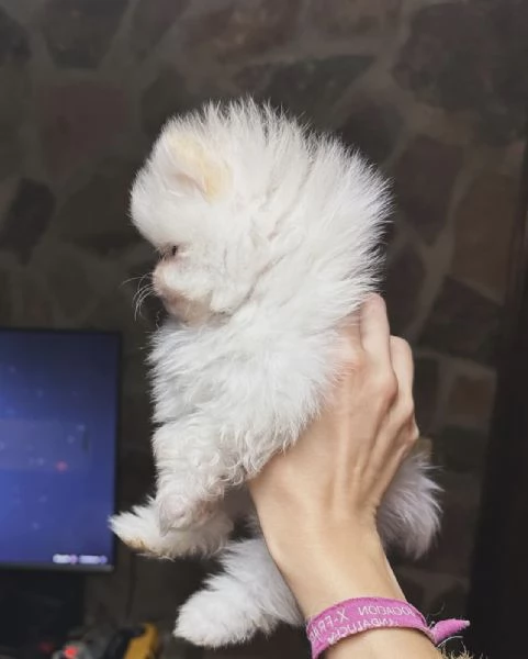 Bellissimi cuccioli di Pomerania Toy adatti ai bambini in adozione | Foto 2
