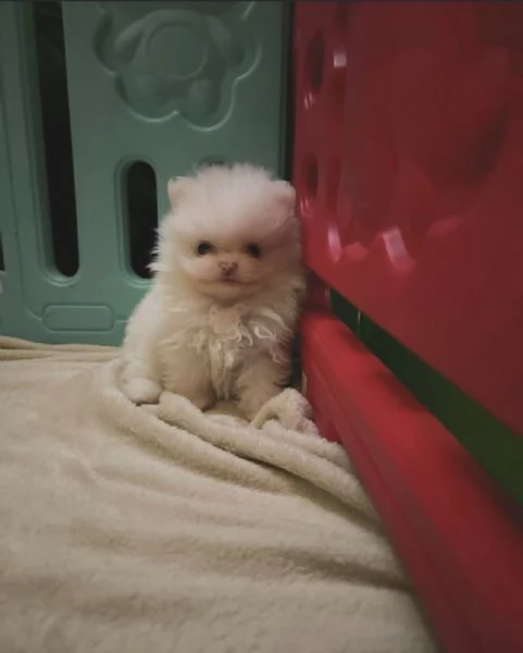 Bellissimi cuccioli di Pomerania Toy adatti ai bambini in adozione | Foto 0