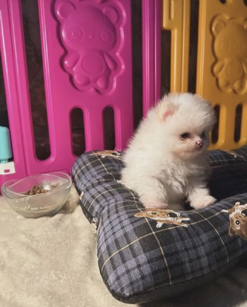 Bellissimi cuccioli di Pomerania Toy adatti ai bambini in adozione
