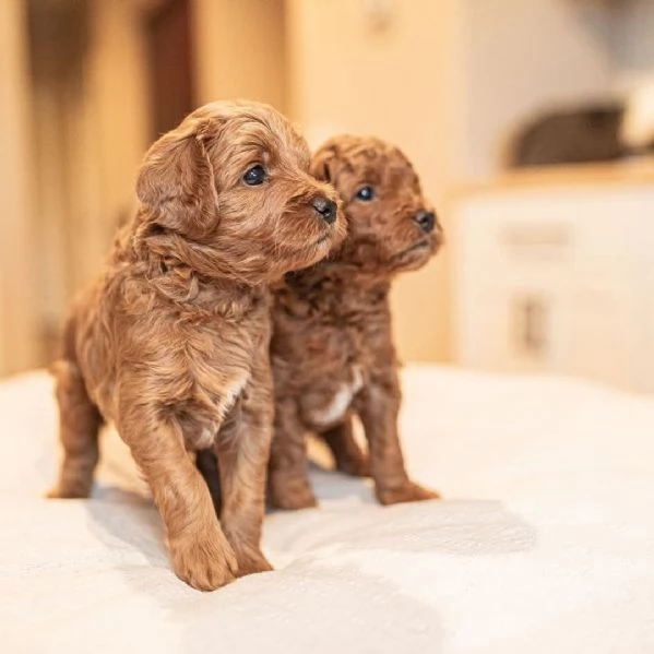 Toy poodle puppies  | Foto 2