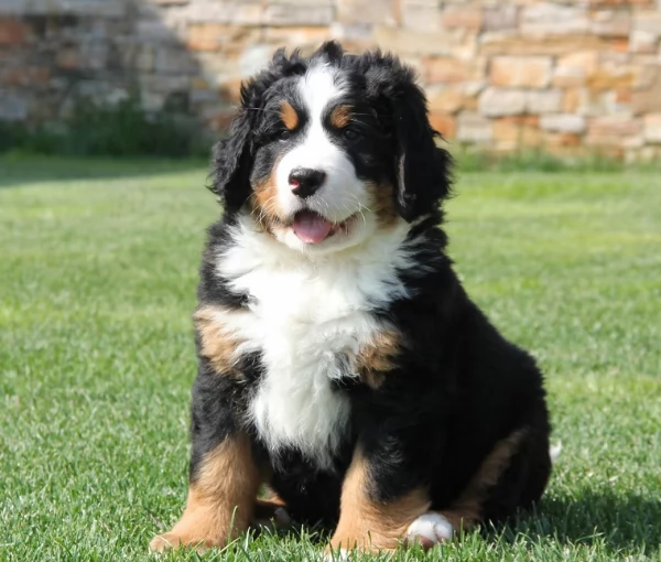 Cuccioli Bovaro del Bernese con Pedigree | Foto 0