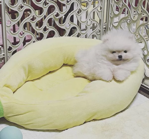 Splendidi cuccioli di Pomerania nano in cerca di una nuova casa | Foto 3