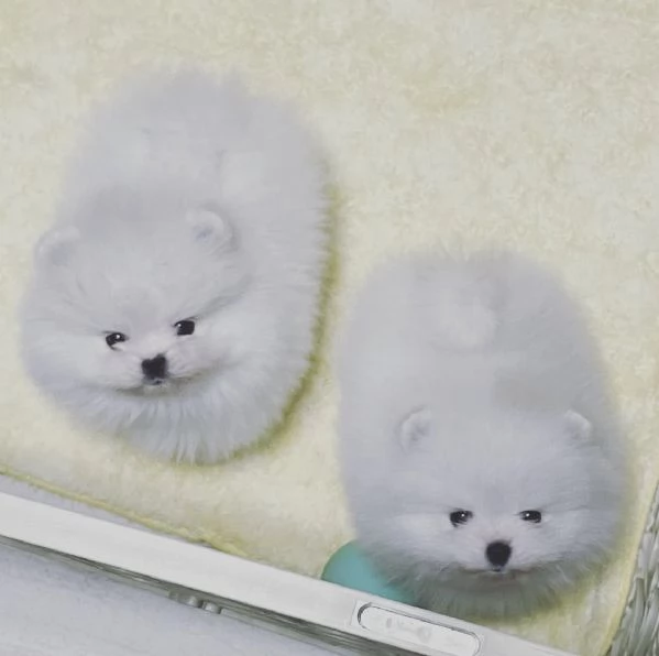Splendidi cuccioli di Pomerania nano in cerca di una nuova casa | Foto 1