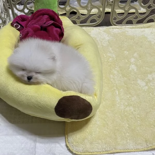 Splendidi cuccioli di Pomerania nano in cerca di una nuova casa | Foto 0