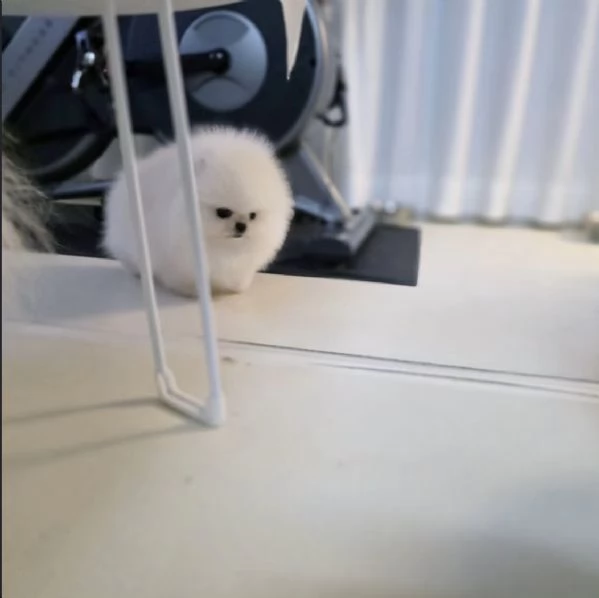 2 maschi e 1 femmina di Pomerania Volpino pronti per essere adottati | Foto 3