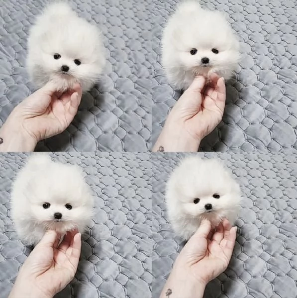 2 maschi e 1 femmina di Pomerania Volpino pronti per essere adottati