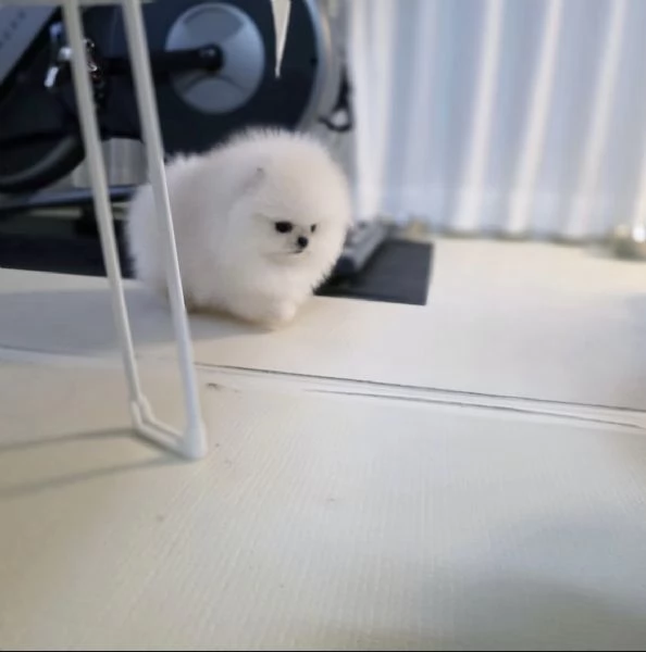 2 maschi e 1 femmina di Pomerania Volpino pronti per essere adottati | Foto 0