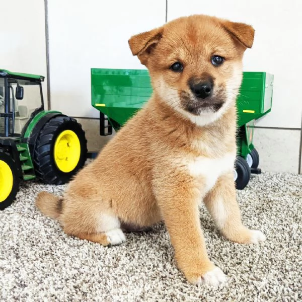Bellissimi cuccioli di Shiba Inu | Foto 0