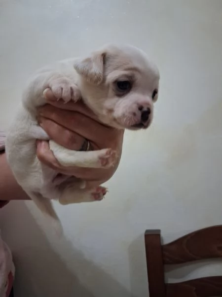 Chihuahua toy | Foto 3