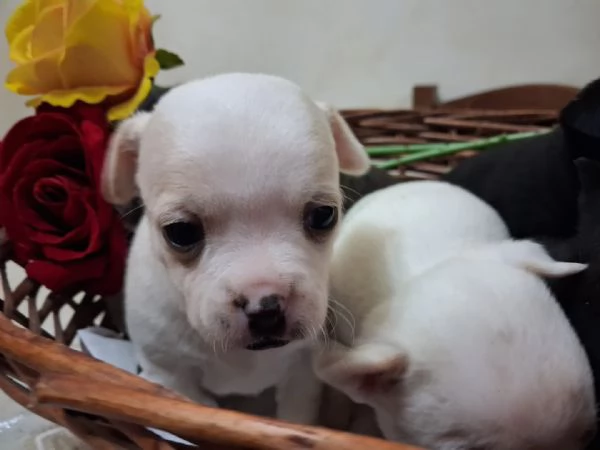 Chihuahua toy | Foto 1