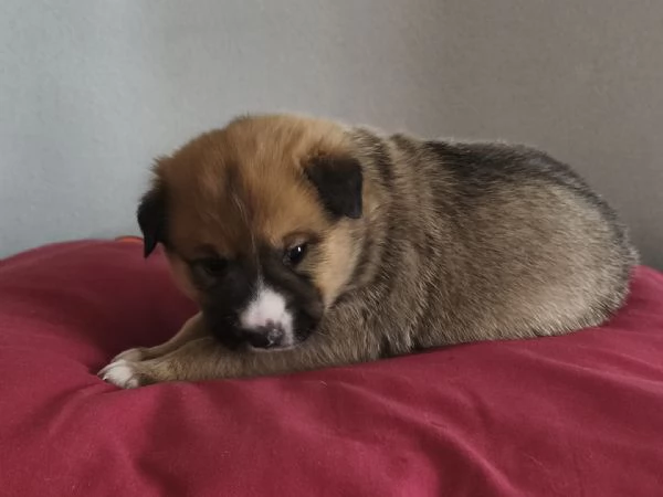 Cuccioli razza Basenji e Pastore Australiano 