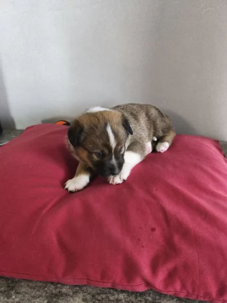 Cuccioli razza Basenji e Pastore Australiano  | Foto 4