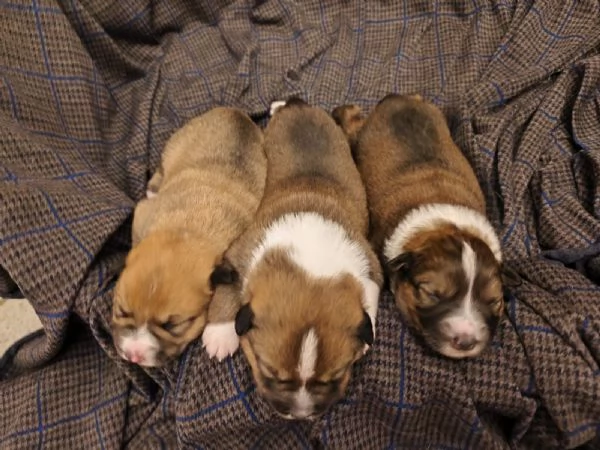 Cuccioli razza Basenji e Pastore Australiano  | Foto 3