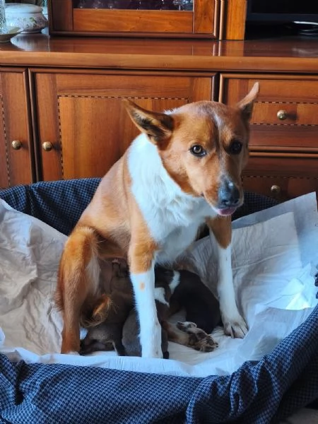 Cuccioli razza Basenji e Pastore Australiano  | Foto 2