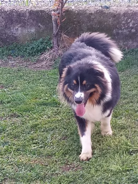 Cuccioli razza Basenji e Pastore Australiano  | Foto 0