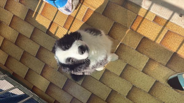 Cucciolo border Collie | Foto 4
