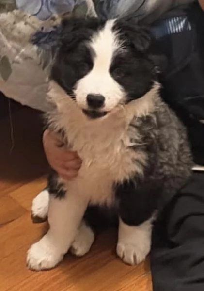 Border collie  | Foto 1