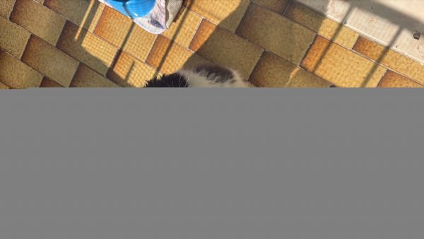 Cucciolo border Collie | Foto 2