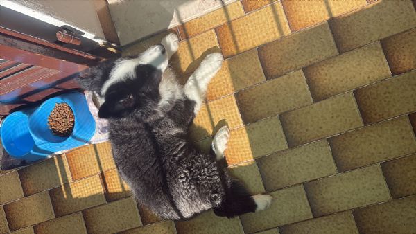 Cucciolo border Collie | Foto 0