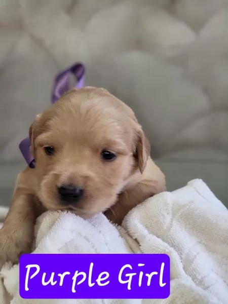 Golden retriever vongole pedigree 