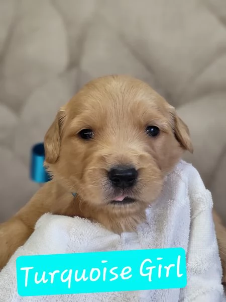 Golden retriever vongole pedigree  | Foto 5