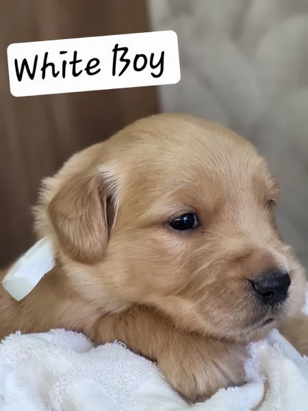 Golden retriever vongole pedigree  | Foto 4