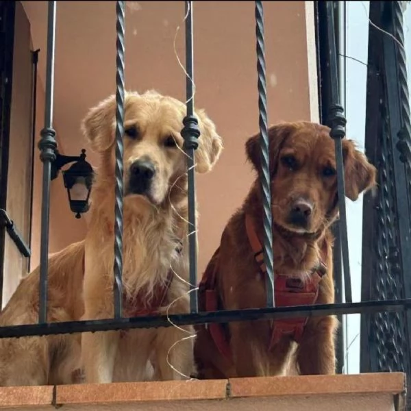 Golden retriever vongole pedigree  | Foto 3