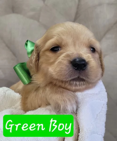 Golden retriever vongole pedigree  | Foto 2