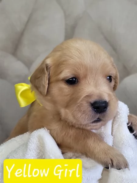 Golden retriever vongole pedigree  | Foto 0