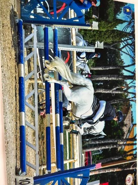 Pony Connemara | Foto 4