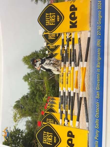 Pony Connemara | Foto 3