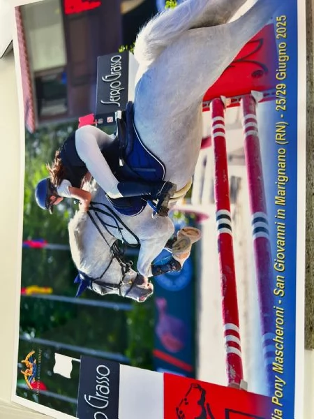 Pony Connemara | Foto 2