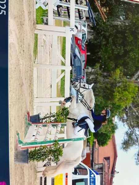 Pony Connemara | Foto 1