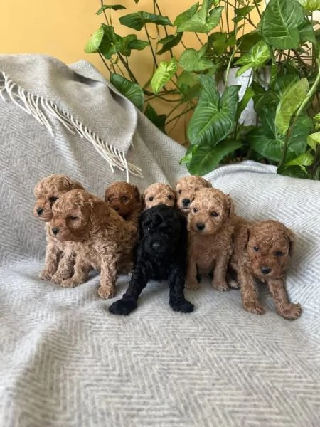 Toy poodle puppies | Foto 1