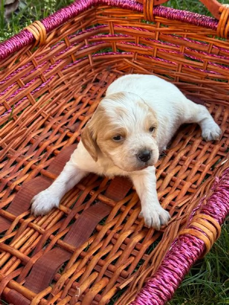 Breton cuccioli con pedigree