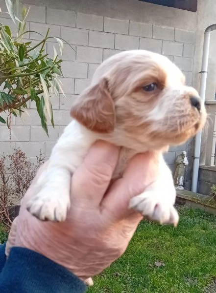 Breton cuccioli con pedigree | Foto 3
