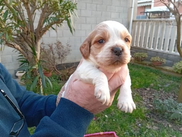 Breton cuccioli con pedigree | Foto 2