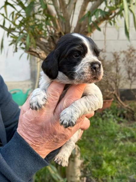 Breton cuccioli con pedigree | Foto 1