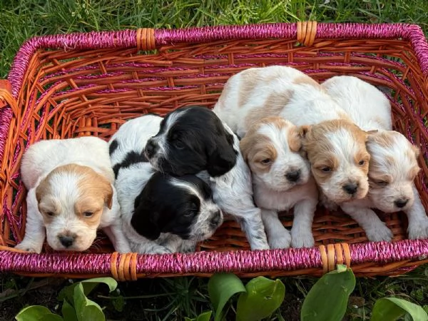 Breton cuccioli con pedigree | Foto 0