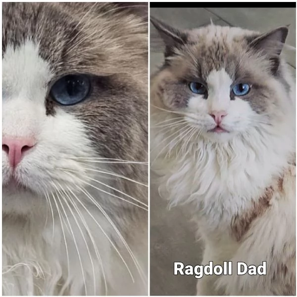 Piccoli ragdoll con pedigree | Foto 2