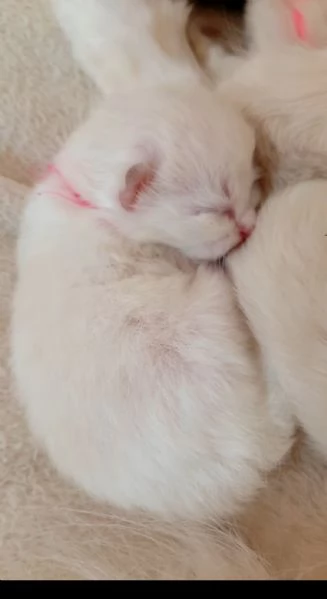 Piccoli ragdoll con pedigree | Foto 1