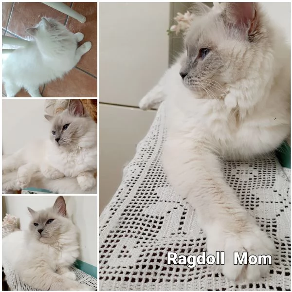Piccoli ragdoll con pedigree | Foto 0