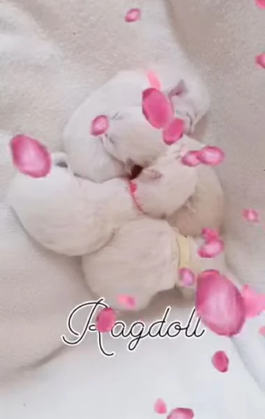 Piccoli ragdoll con pedigree