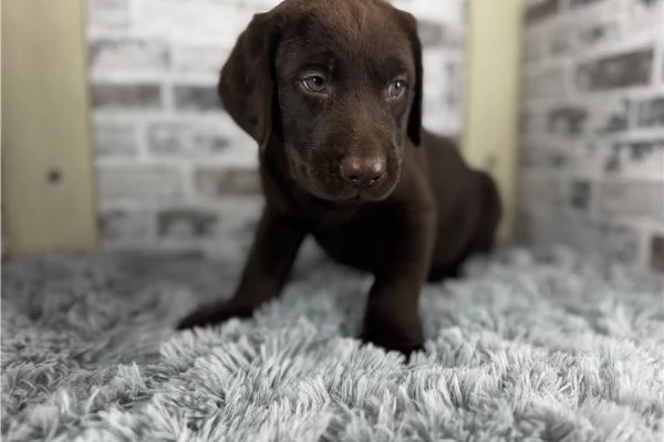 Splendidi cuccioli di Labrador disponibili